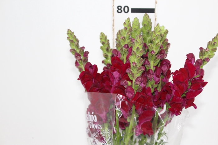 <h4>BOCA DE LEAO MONACO RED 080 CM</h4>