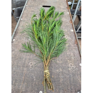 Pinus Strobus per bos