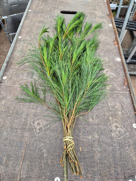 <h4>Pinus Strobus per bos</h4>