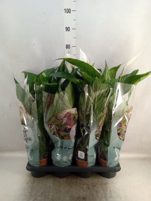 <h4>Spathiphyllum  'Sweet Silvio'</h4>