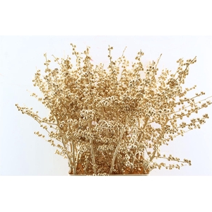 Ilex Klbh Antique Gold Stem