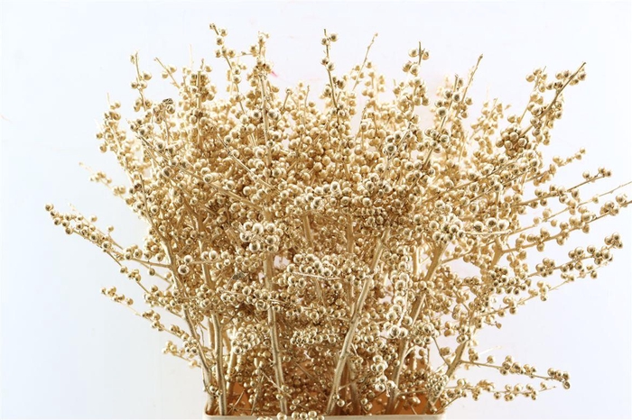 <h4>Ilex Klbh Antique Gold Stem</h4>