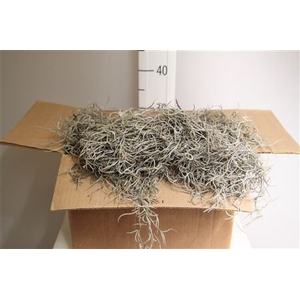 Mos Tillandsia Grof Box