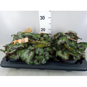 Begonia BD rex 'MagicCol Bostella'