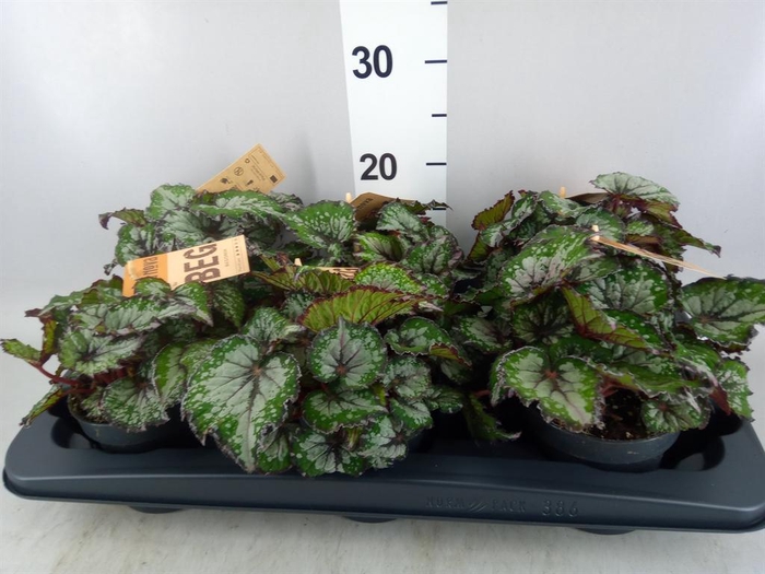 <h4>Begonia BD rex 'MagicCol Bostella'</h4>