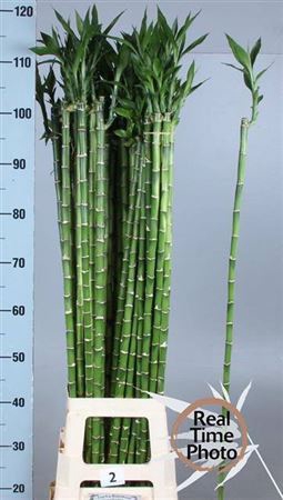 <h4>Drac S Lucky Bamboo Recht</h4>