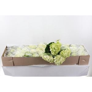 Hydr Lime Green Sel Box