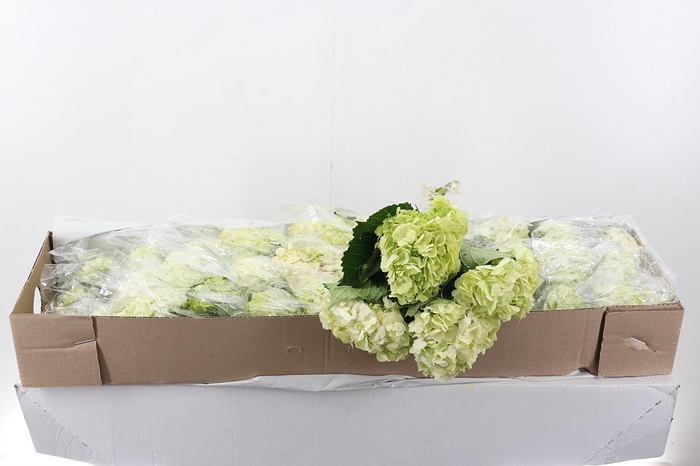 <h4>Hydr Lime Green Sel Box</h4>