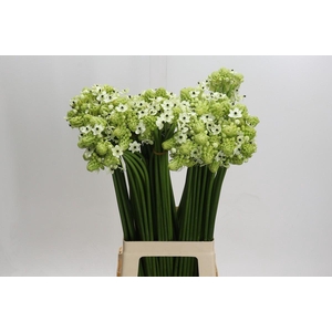 Ornithogalum Saundersiae