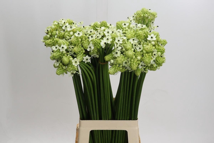 <h4>Ornithogalum Saundersiae</h4>