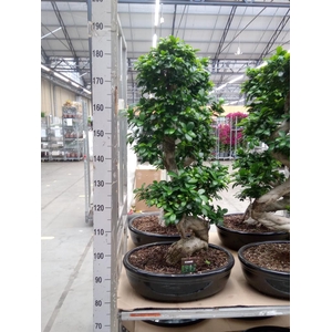 Ficus microcarpa 'Ginseng'