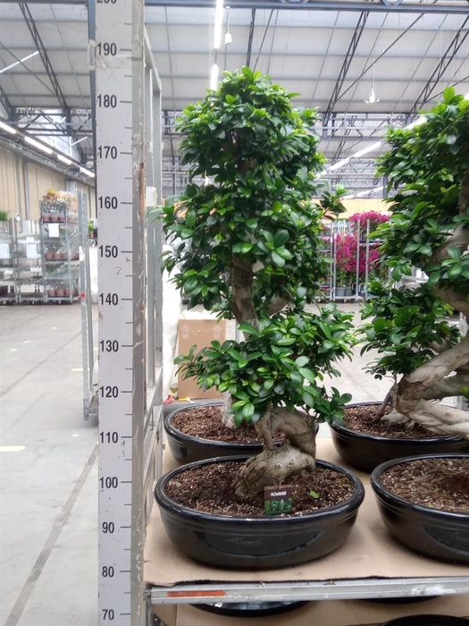 <h4>Ficus microcarpa 'Ginseng'</h4>