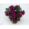 Osteospermum  'Tradewinds Dp Purpl'
