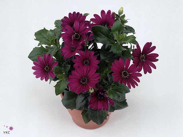 Osteospermum  'Tradewinds Dp Purpl'