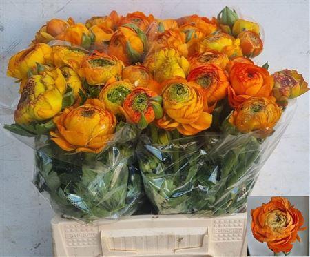 <h4>Ran Aazur Orange</h4>