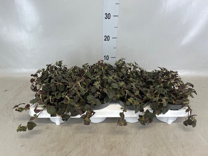 <h4>Lysimachia   ...</h4>