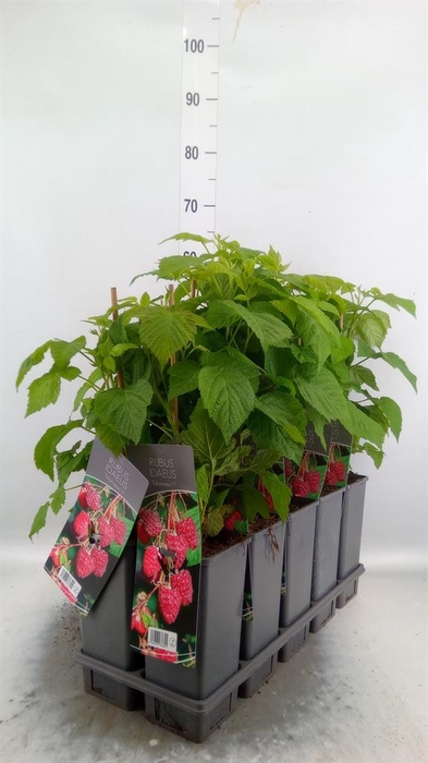 <h4>Rubus idaeus</h4>