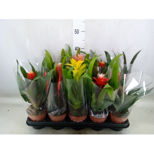 Bromelia   ...