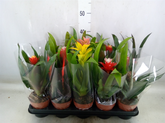 <h4>Bromelia   ...</h4>
