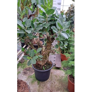 Ficus benghalensis 'Audrey'