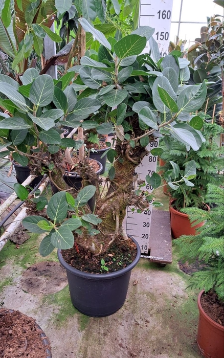 <h4>Ficus benghalensis 'Audrey'</h4>