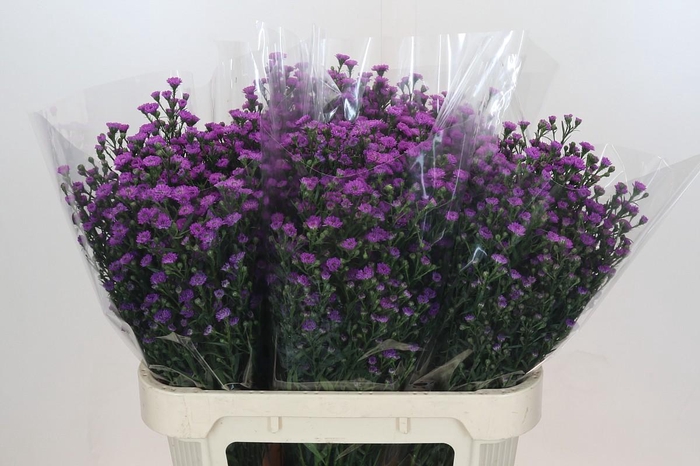 Aster Baby Pink