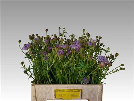 <h4>Didiscus Lavendel</h4>