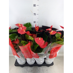 Anthurium andr. 'Madural'