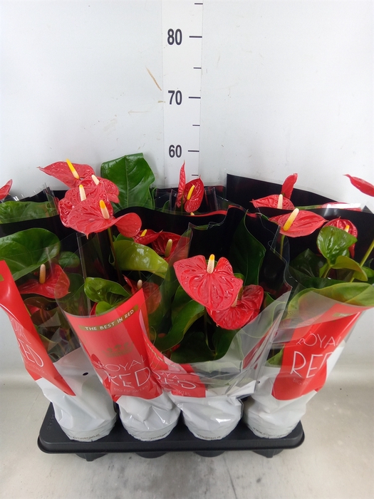 <h4>Anthurium andr. 'Madural'</h4>