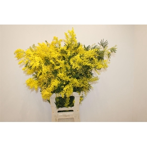 Mimosa Long 110cm P Stem