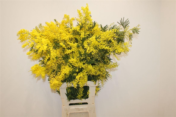 <h4>Mimosa Long 110cm P Stem</h4>