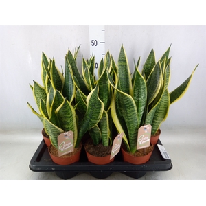 Sansevieria trifa. 'Futura Superba'