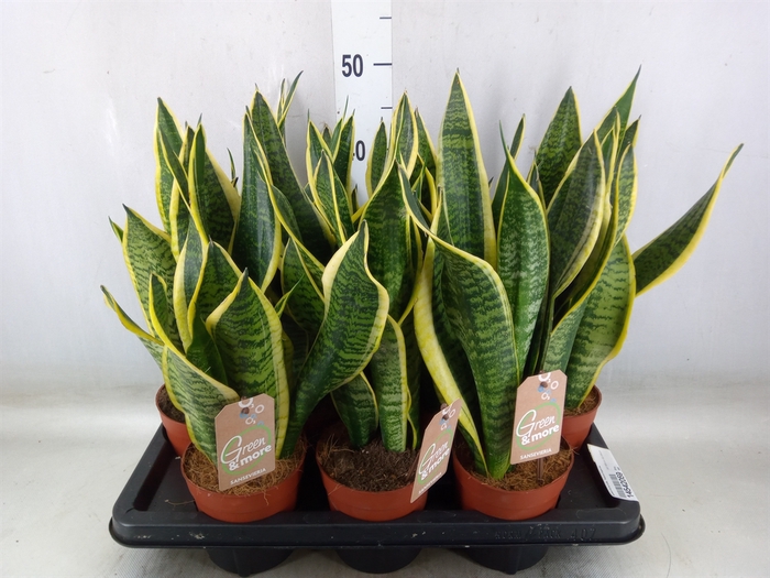 <h4>Sansevieria trifa. 'Futura Superba'</h4>
