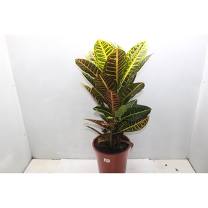 CROTON HIBRIDO PETRA P24