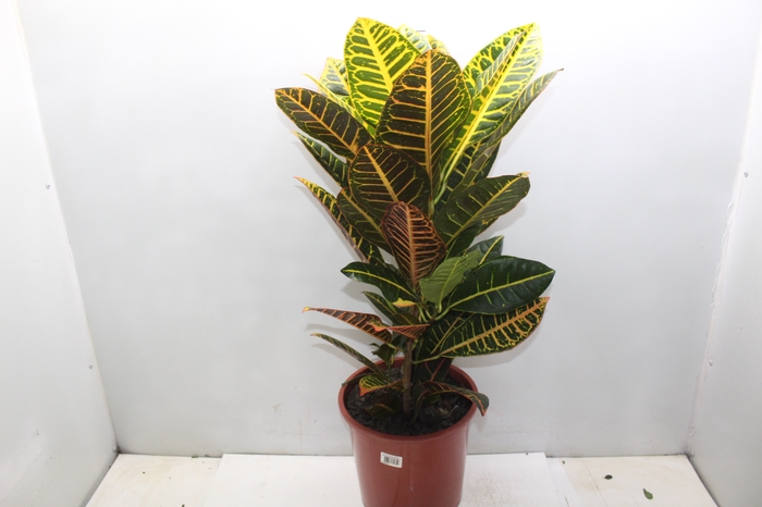 <h4>CROTON HIBRIDO PETRA P24</h4>