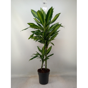 Dracaena frag. 'Cintho'