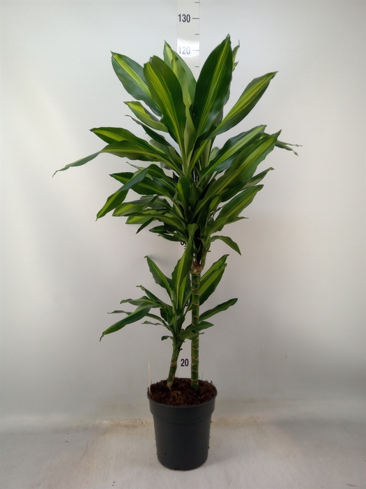 <h4>Dracaena frag. 'Cintho'</h4>