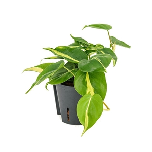 Philodendron scandens 'Brasil'