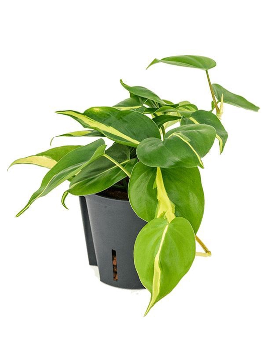 <h4>Philodendron scandens 'Brasil'</h4>