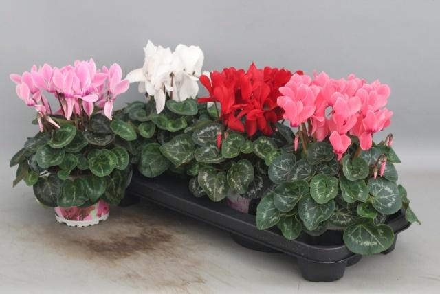 <h4>CYCL GR SUP XL</h4>