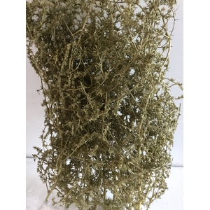 ASPARAGUS WILD GOLD 250GR