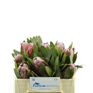 Protea Pink Ice