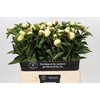 Paeonia Duchesse De Nemours