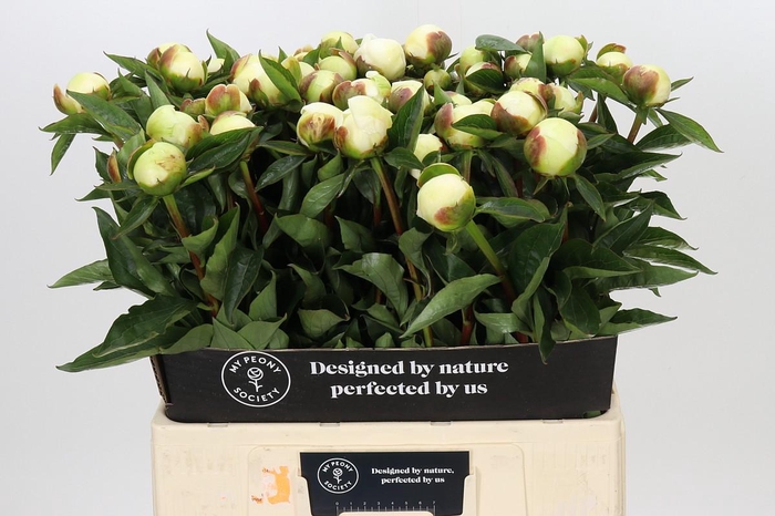 <h4>Paeonia Duchesse De Nemours</h4>