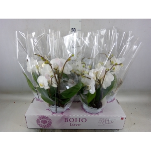 Phalaenopsis   ...white