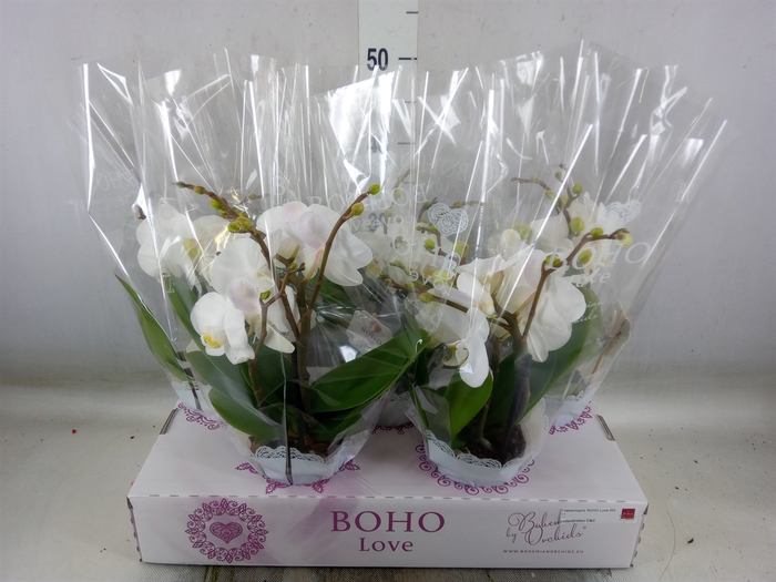 <h4>Phalaenopsis   ...white</h4>
