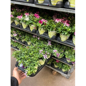 !! PROMO !! CALIBRACHOA/VERBENA  P12