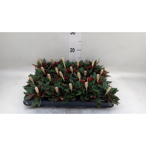 Peperomia caperata 'Rosso'