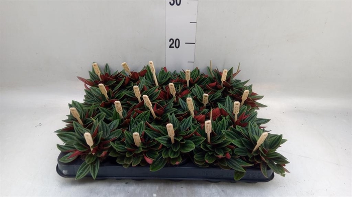 <h4>Peperomia caperata 'Rosso'</h4>