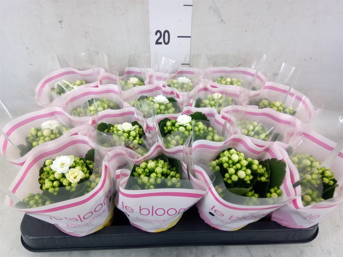 <h4>Kalanchoe blos. 'Calandiva Whites'</h4>